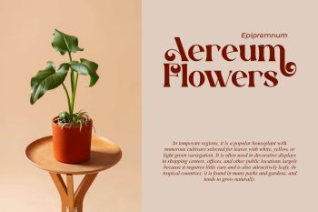 Modern Classic Serif Font