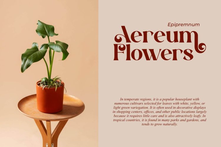 Modern Classic Serif Font